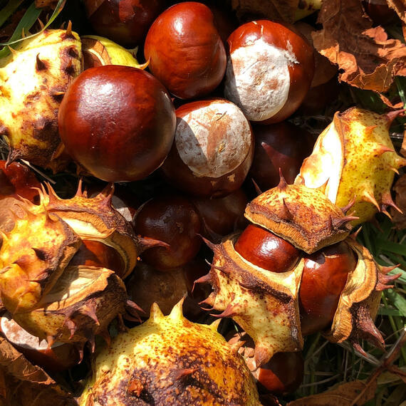 Under the Conker tree